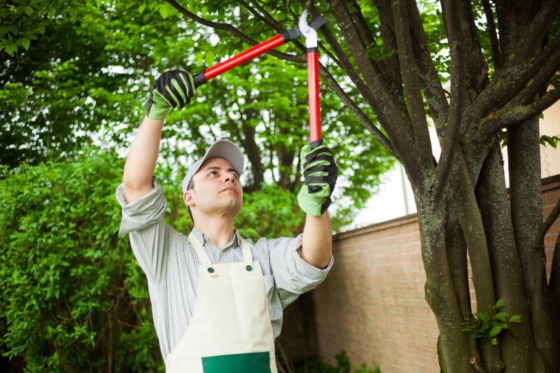 Increase Your Oak Tree Pruning Business with an AI Driven, Targeted Website