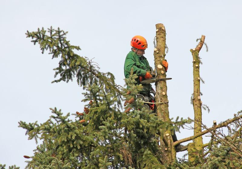 Contractor Performing Pruning