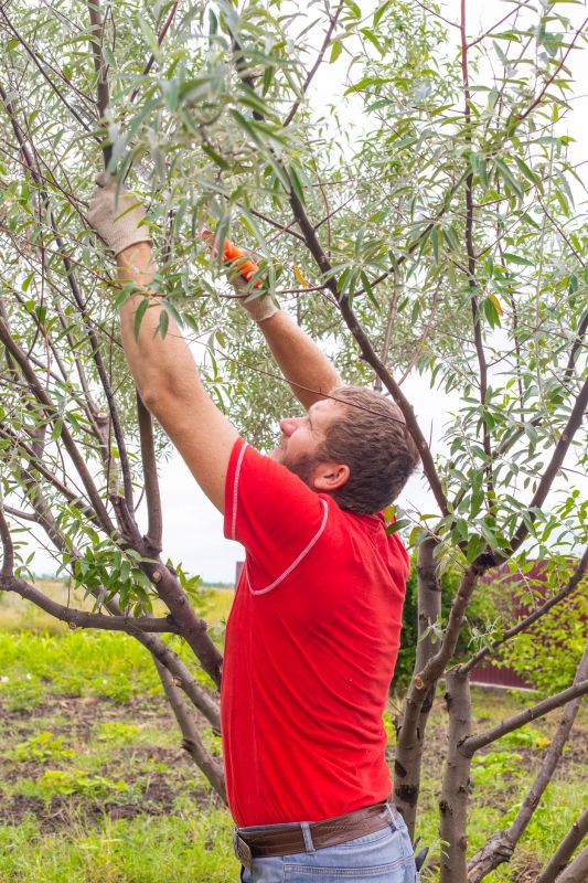 Oak Tree Pruning in Progress