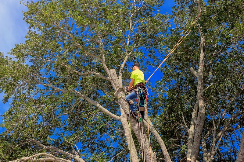 Pruned Oak Tree Canopy