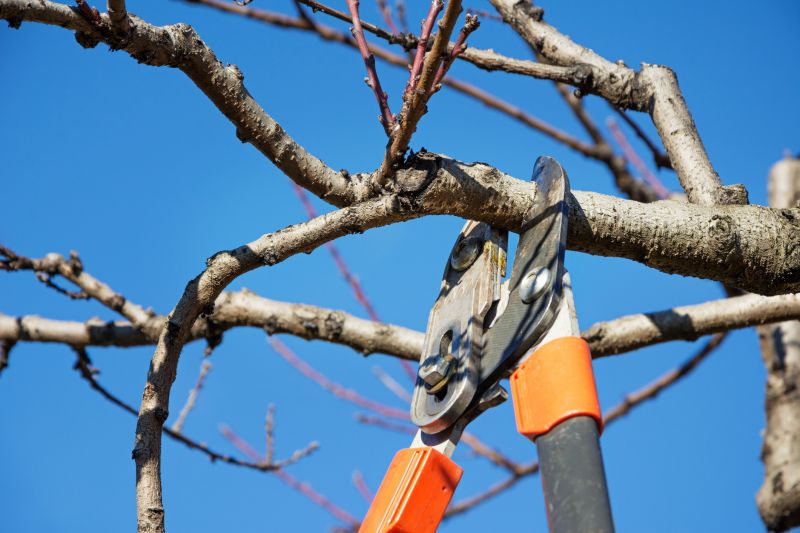 Oak Pruning Debris