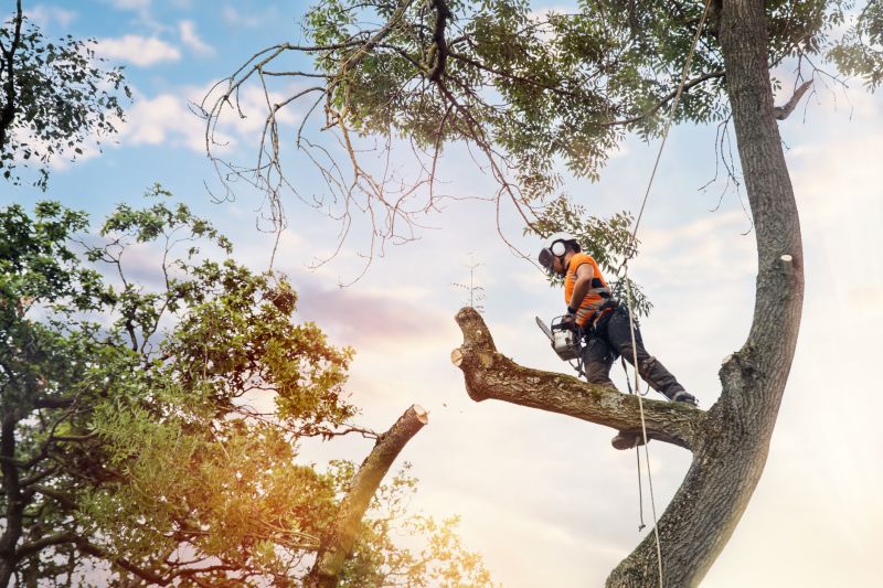 Arborist Working on Large Trees