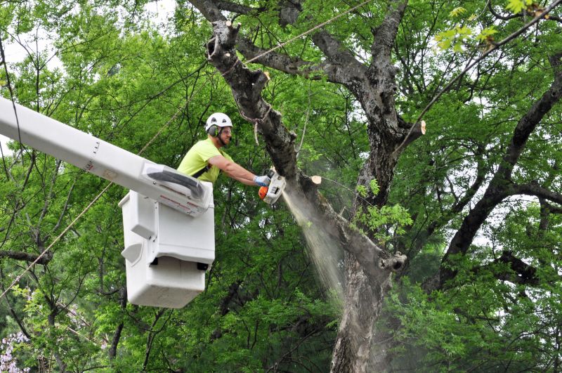 Arborist Climbing a Tree