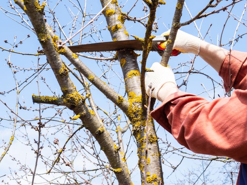 Removing Dead or Diseased Limbs